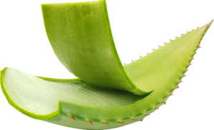 aloe ferox plant natural beauty care