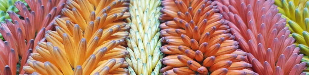Aloe Ferox flowers natural beauty care freerange harvesting south africa