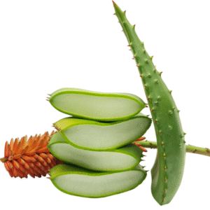 Natural Beauty Care Aloe Ferox
