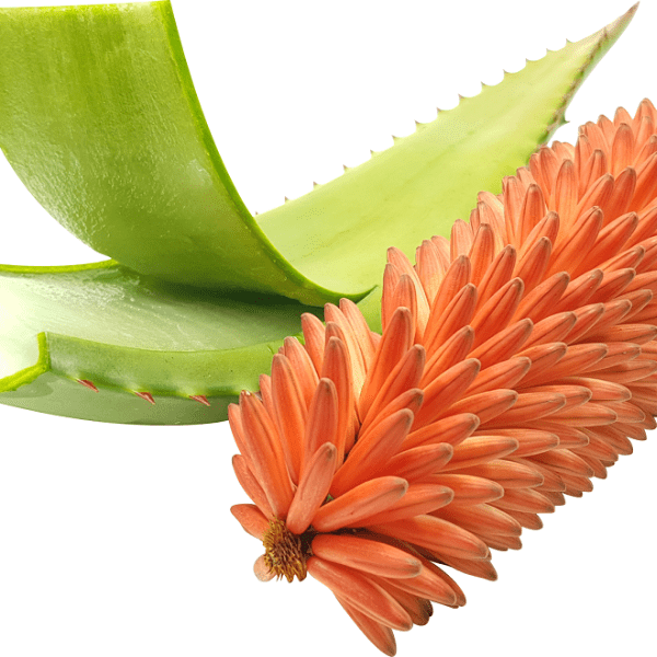20 x stronger than aloe vera